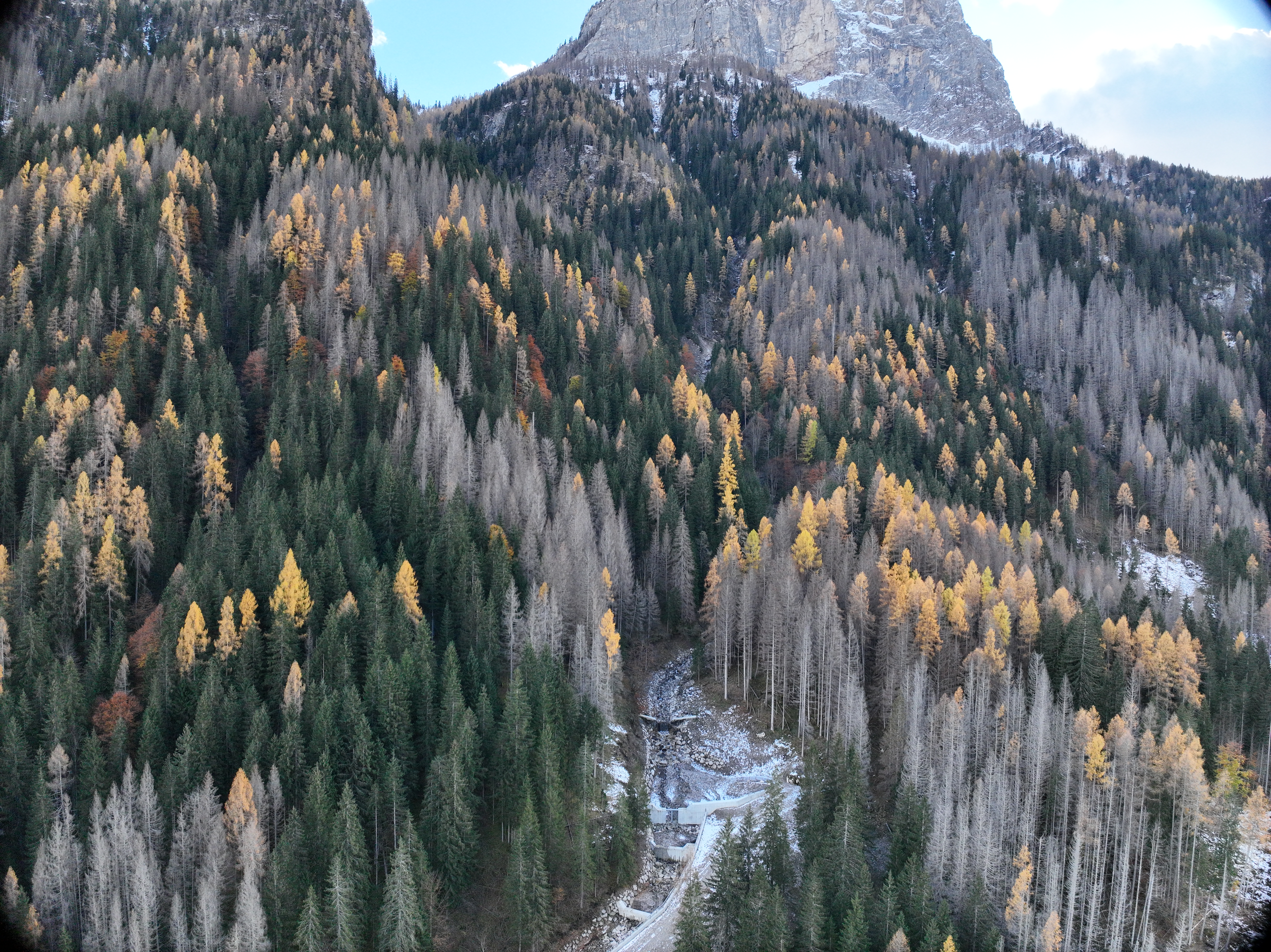 Esteso attacco di bostrico in soprassuoli di abete rosso. Immagine presa dal drone lungo il Rio Bianco (Dolomiti Bellunesi)