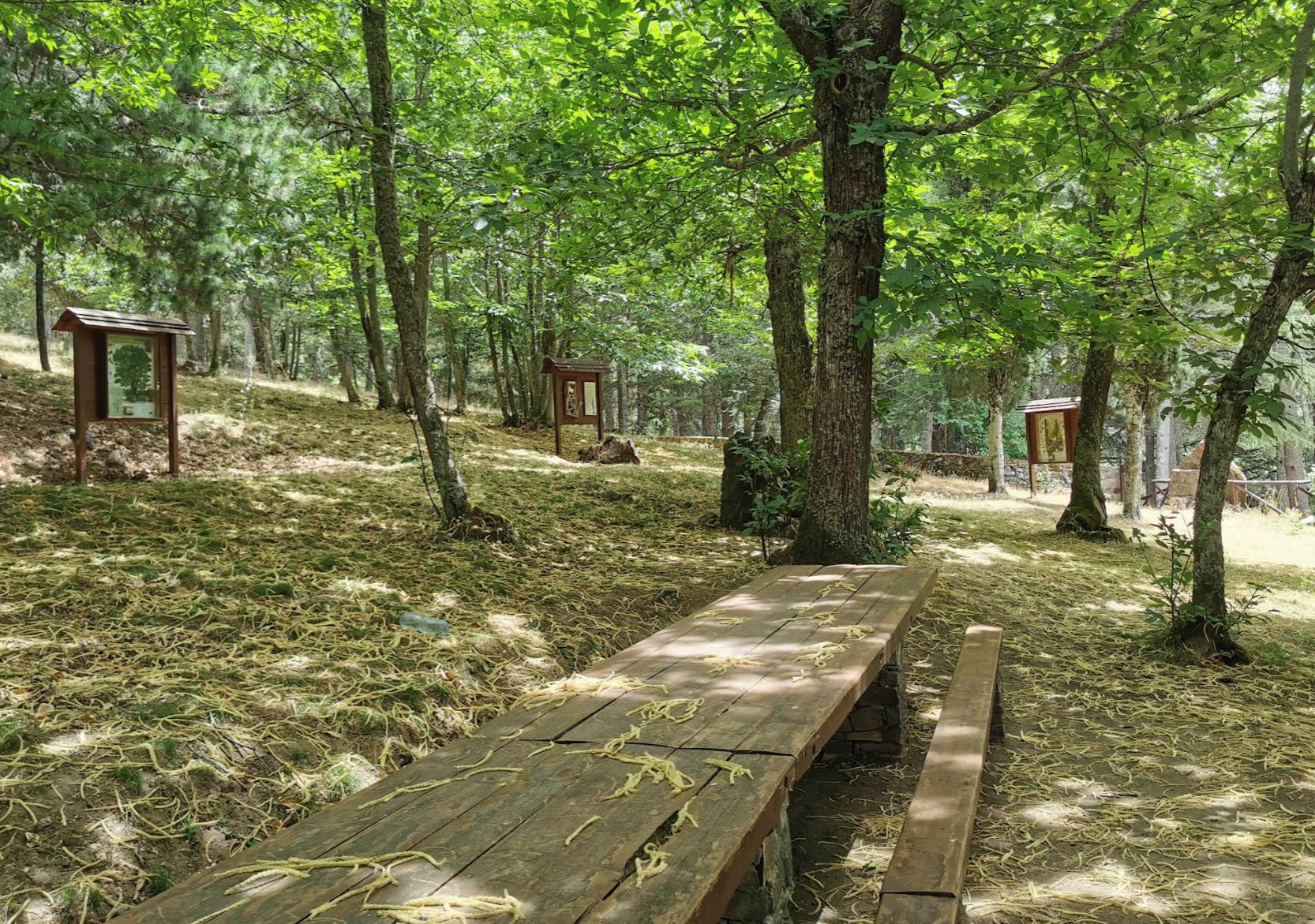 Foresta di Monte Pisanu, Bono, Sassari